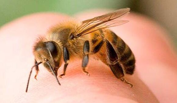 Убод пчела - екстреман начин за повећање фалуса